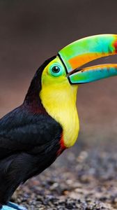 Preview wallpaper toucan, bird, color, colorful