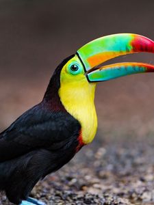 Preview wallpaper toucan, bird, color, colorful