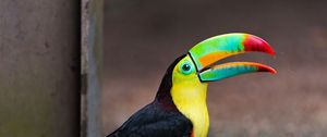 Preview wallpaper toucan, bird, color, colorful