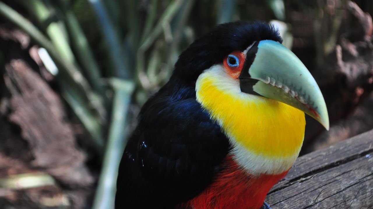 Wallpaper toucan, bird, colorful, beak