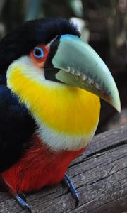 Preview wallpaper toucan, bird, colorful, beak