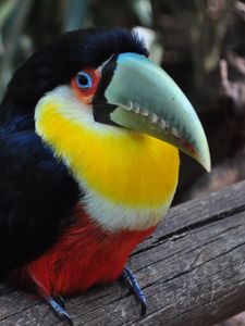 Preview wallpaper toucan, bird, colorful, beak