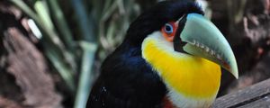 Preview wallpaper toucan, bird, colorful, beak