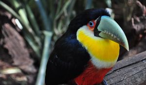 Preview wallpaper toucan, bird, colorful, beak