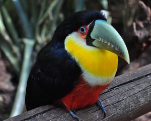 Preview wallpaper toucan, bird, colorful, beak