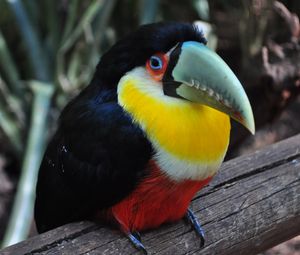 Preview wallpaper toucan, bird, colorful, beak