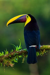 Preview wallpaper toucan, bird, exotic, branch, beak, color
