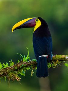 Preview wallpaper toucan, bird, exotic, branch, beak, color