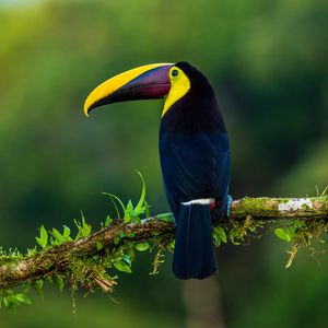 Preview wallpaper toucan, bird, exotic, branch, beak, color
