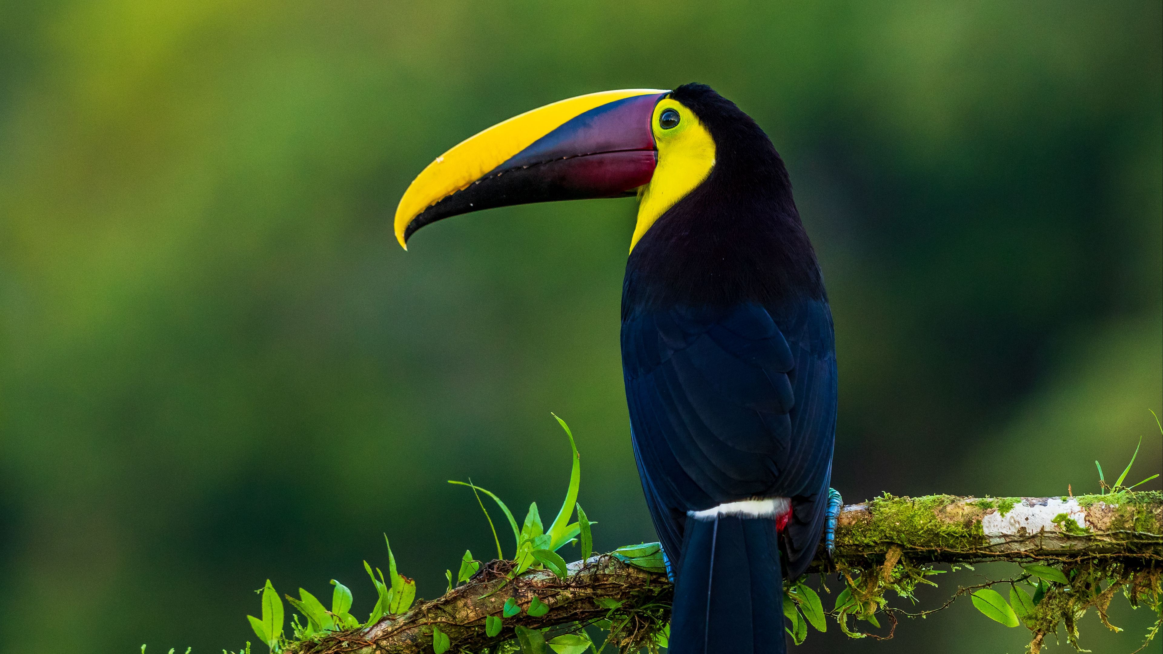 3840x2160 Wallpaper toucan, bird, exotic, branch, beak, color