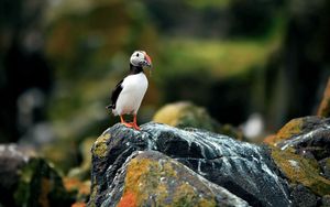 Preview wallpaper toucan, bird, rock, beak