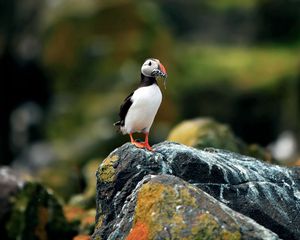 Preview wallpaper toucan, bird, rock, beak