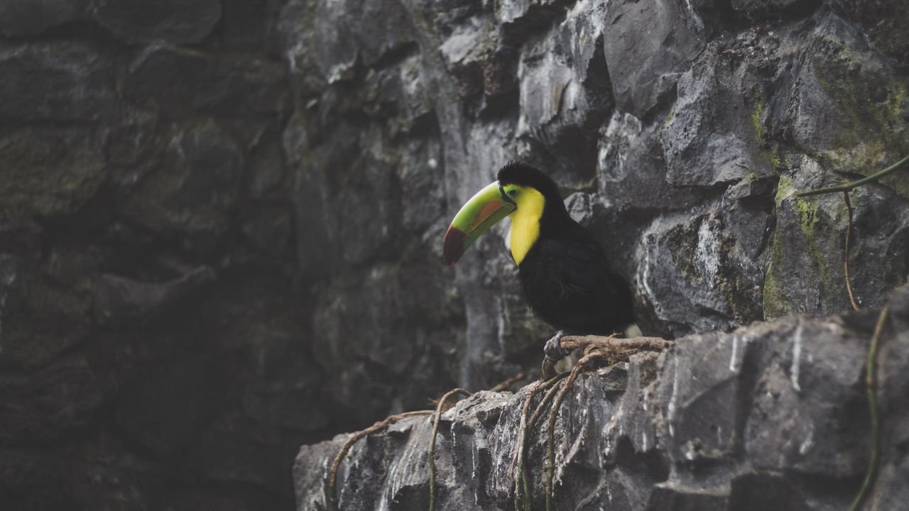 Wallpaper toucan, bird, rocks, sitting