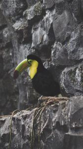 Preview wallpaper toucan, bird, rocks, sitting