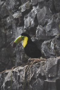 Preview wallpaper toucan, bird, rocks, sitting