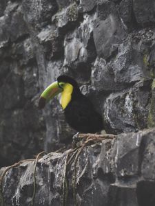 Preview wallpaper toucan, bird, rocks, sitting