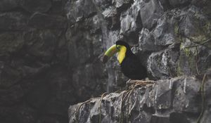 Preview wallpaper toucan, bird, rocks, sitting