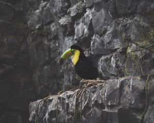 Preview wallpaper toucan, bird, rocks, sitting