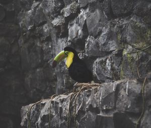Preview wallpaper toucan, bird, rocks, sitting