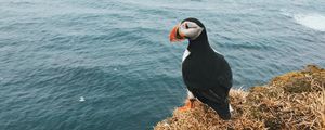 Preview wallpaper toucan, bird, sits, cliff