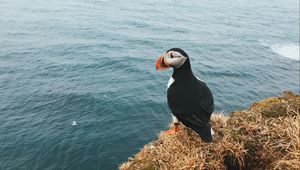 Preview wallpaper toucan, bird, sits, cliff