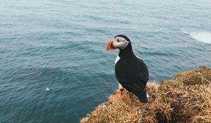 Preview wallpaper toucan, bird, sits, cliff