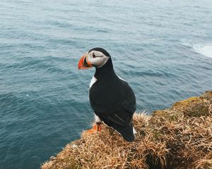 Preview wallpaper toucan, bird, sits, cliff