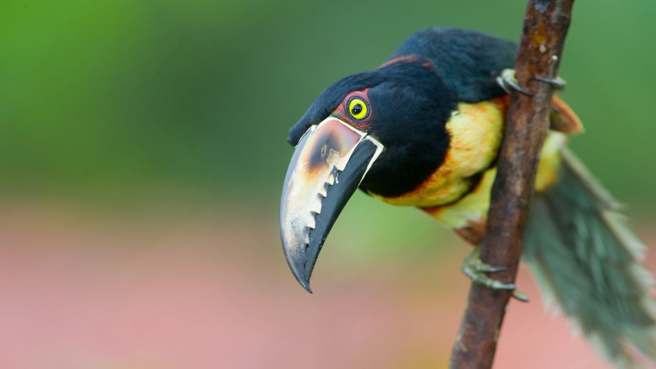 Wallpaper toucan, bird, tree, branch, beak