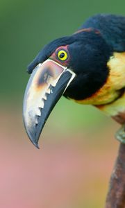 Preview wallpaper toucan, bird, tree, branch, beak