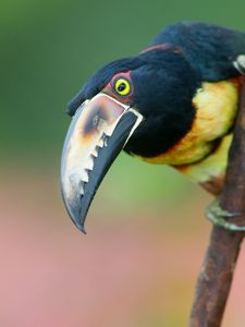 Preview wallpaper toucan, bird, tree, branch, beak