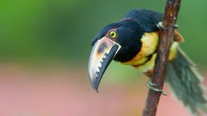Preview wallpaper toucan, bird, tree, branch, beak