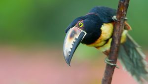 Preview wallpaper toucan, bird, tree, branch, beak