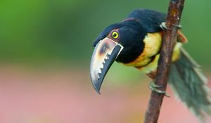 Preview wallpaper toucan, bird, tree, branch, beak