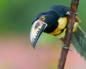 Preview wallpaper toucan, bird, tree, branch, beak