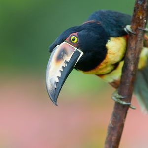 Preview wallpaper toucan, bird, tree, branch, beak