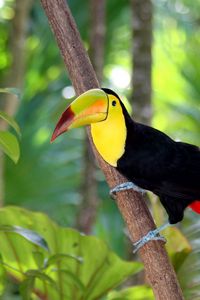 Preview wallpaper toucan, bird, tree, branch