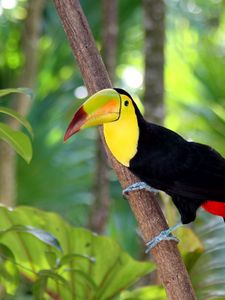 Preview wallpaper toucan, bird, tree, branch