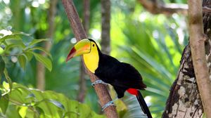 Preview wallpaper toucan, bird, tree, branch