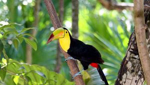 Preview wallpaper toucan, bird, tree, branch