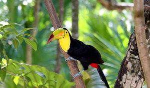 Preview wallpaper toucan, bird, tree, branch