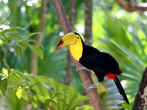 Preview wallpaper toucan, bird, tree, branch