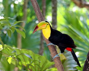 Preview wallpaper toucan, bird, tree, branch