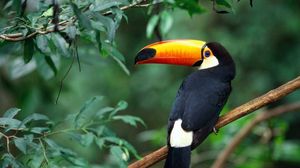 Preview wallpaper toucan, branch, tree, bird, beak