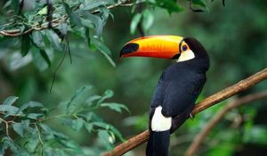 Preview wallpaper toucan, branch, tree, bird, beak
