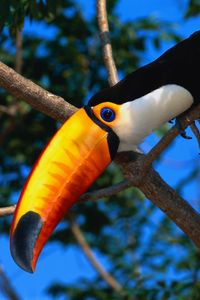 Preview wallpaper toucan, tree, beak, color