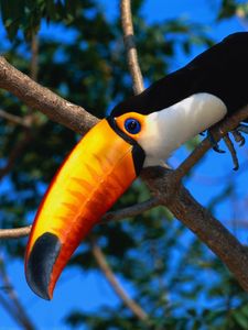 Preview wallpaper toucan, tree, beak, color