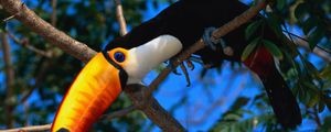 Preview wallpaper toucan, tree, beak, color