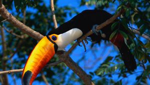 Preview wallpaper toucan, tree, beak, color