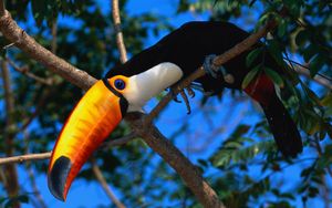 Preview wallpaper toucan, tree, beak, color