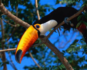 Preview wallpaper toucan, tree, beak, color